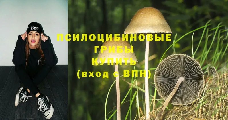 Галлюциногенные грибы MAGIC MUSHROOMS  закладка  Губкин 